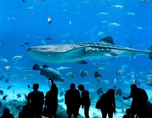 CDMX – Inbursa Aquarium